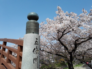 愛知県五條川の桜.jpg